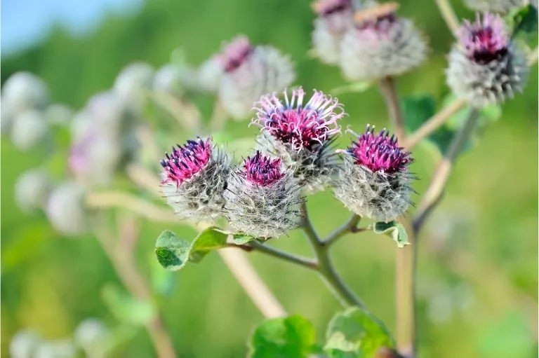 Grote Klis (Klit) | Werking & Voordelen | Energetica Natura